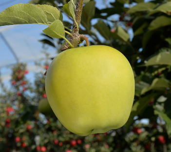 POMME Golden Delicious