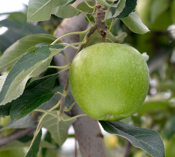 POMME Granny Smith