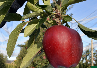 POMME JEROMINE