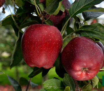 POMME SUPERCHEIF